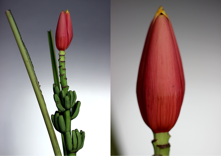 Modarium beeld voor wilde wonderen bloemen en planten trend 2016 moodboard 07 met bananenbloem