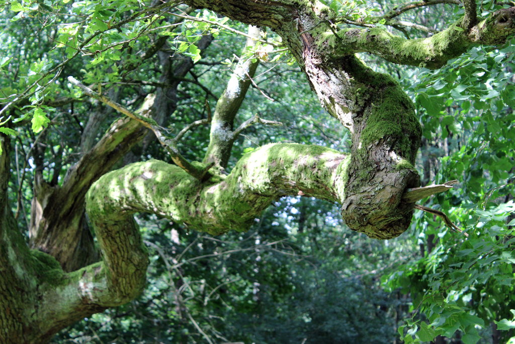 Modarium beeld van een boom bij het natuurmonument Externsteine bij Inspired by Nature scenario post gefotografeerd door Tristan Thiele