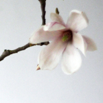 Modarium Magnolia Moodboard